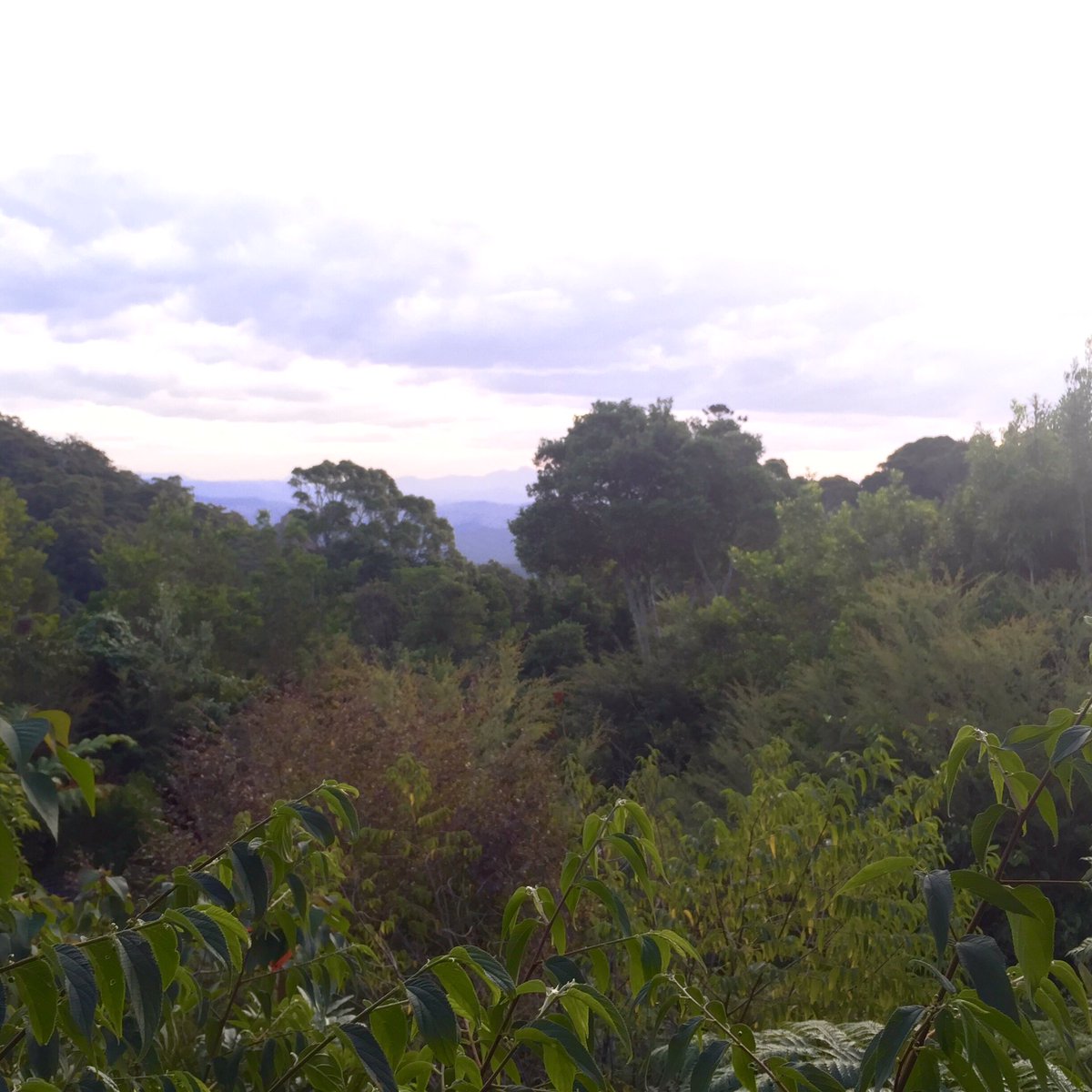 charmaineclancy's tweet photo. The Rainforest Writing Retreat begins tomorrow! #RWR16 https://t.co/CaBd3U9IbE