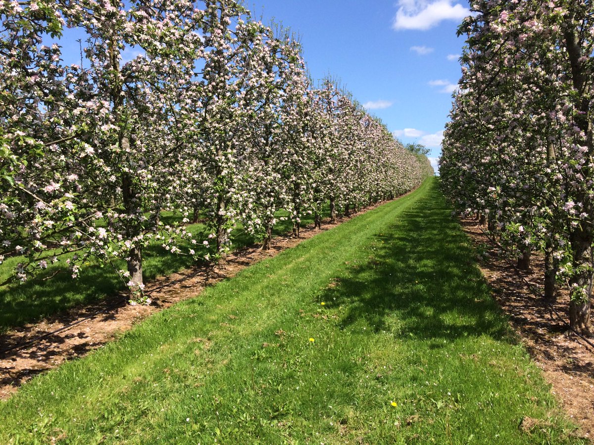 matt_greep's tweet photo. The beautiful colour of a #mitchelin #orchard in bloom. Lots of flowers = lots of apples = lots of #cider! https://t.co/X2TrRMxOIY