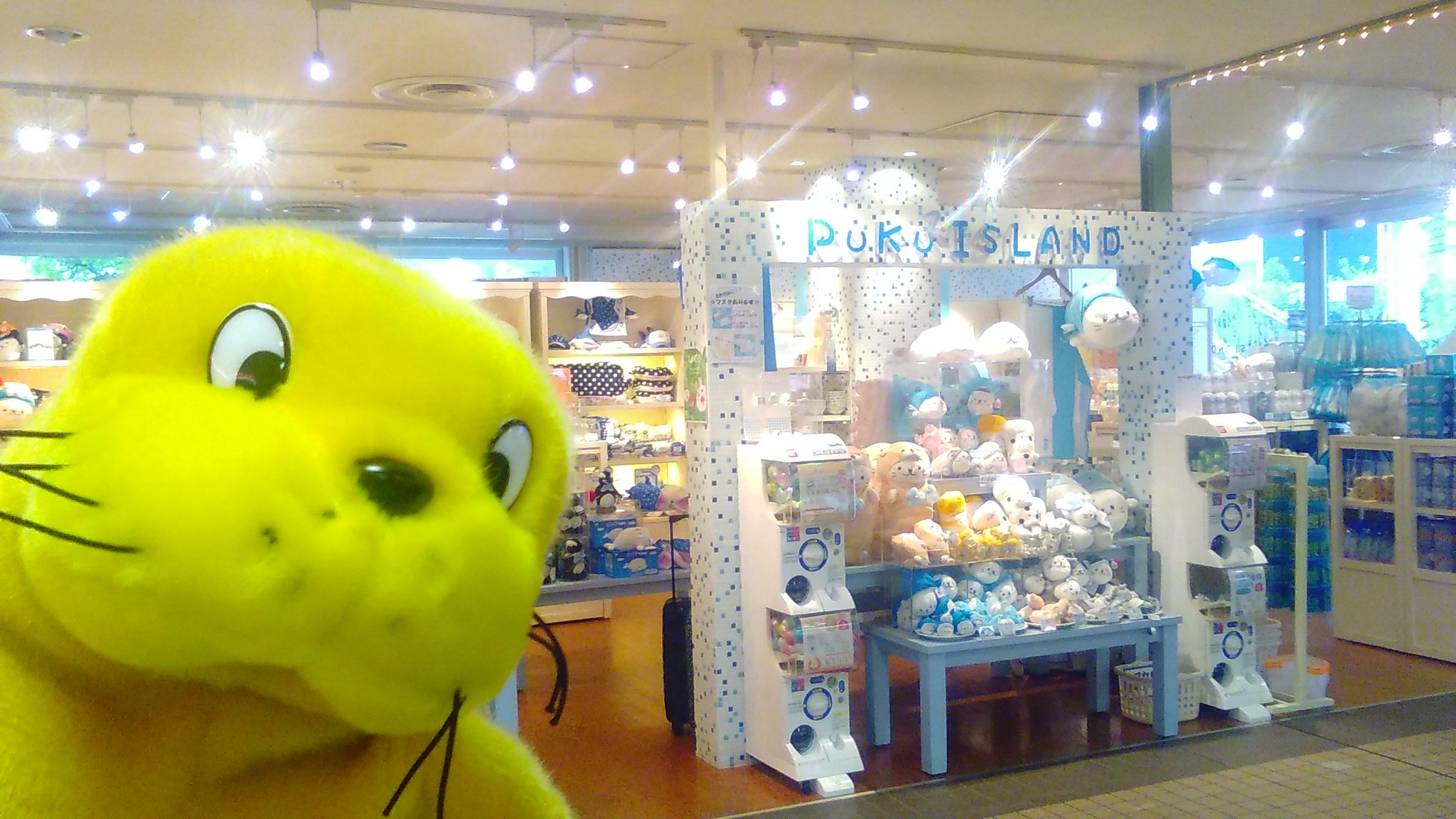 横浜 八景島シーパラダイス公式 シーパラおみやげタイム プクプクアイランド 癒しの なごみキャラクター がお出迎え シーパラ限定 しろたん グッズがあるよ お気に入りのしろたんを探してね ベイマーケットd棟1f シーパラ 八景島