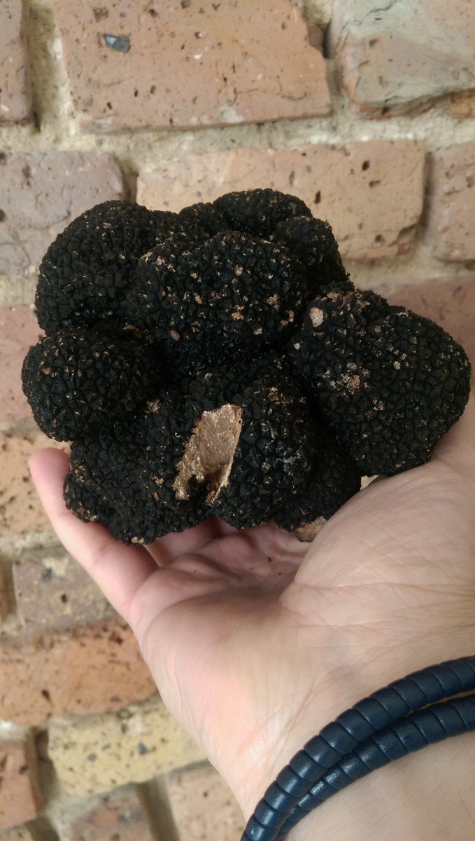 ATruffles's tweet image. Beautiful summer truffles are just arrived....