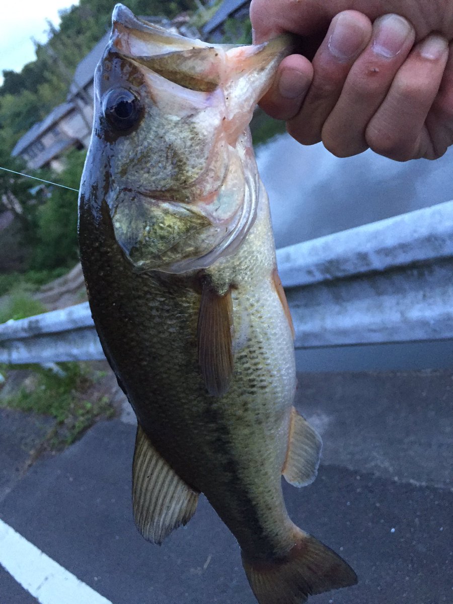 basuxtuli's tweet image. フォロワー増やしたいし全国のバス釣り好きと繋がりたいのでタグします！リツイートお願いします！！！！
#バス 釣り好きな人RT
#50UP釣ったことある人RT
#野池好きな人RＴ 
#とりあえずRT 
#RTした人全員フォローする