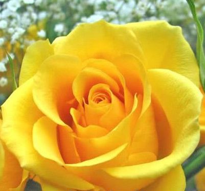 geonelroma's tweet image. Ela Chabowska