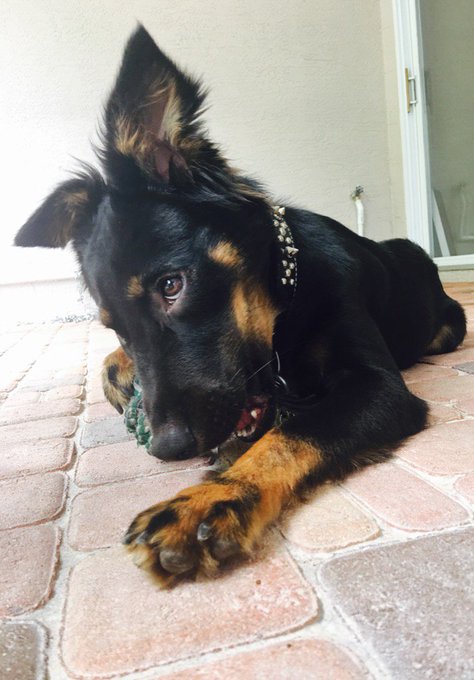 Look My monster is all better and much more behaved after getting his balls chopped off #LPT get your<a href="/tag/lpt"class="tags"><span>#lpt</span></a>