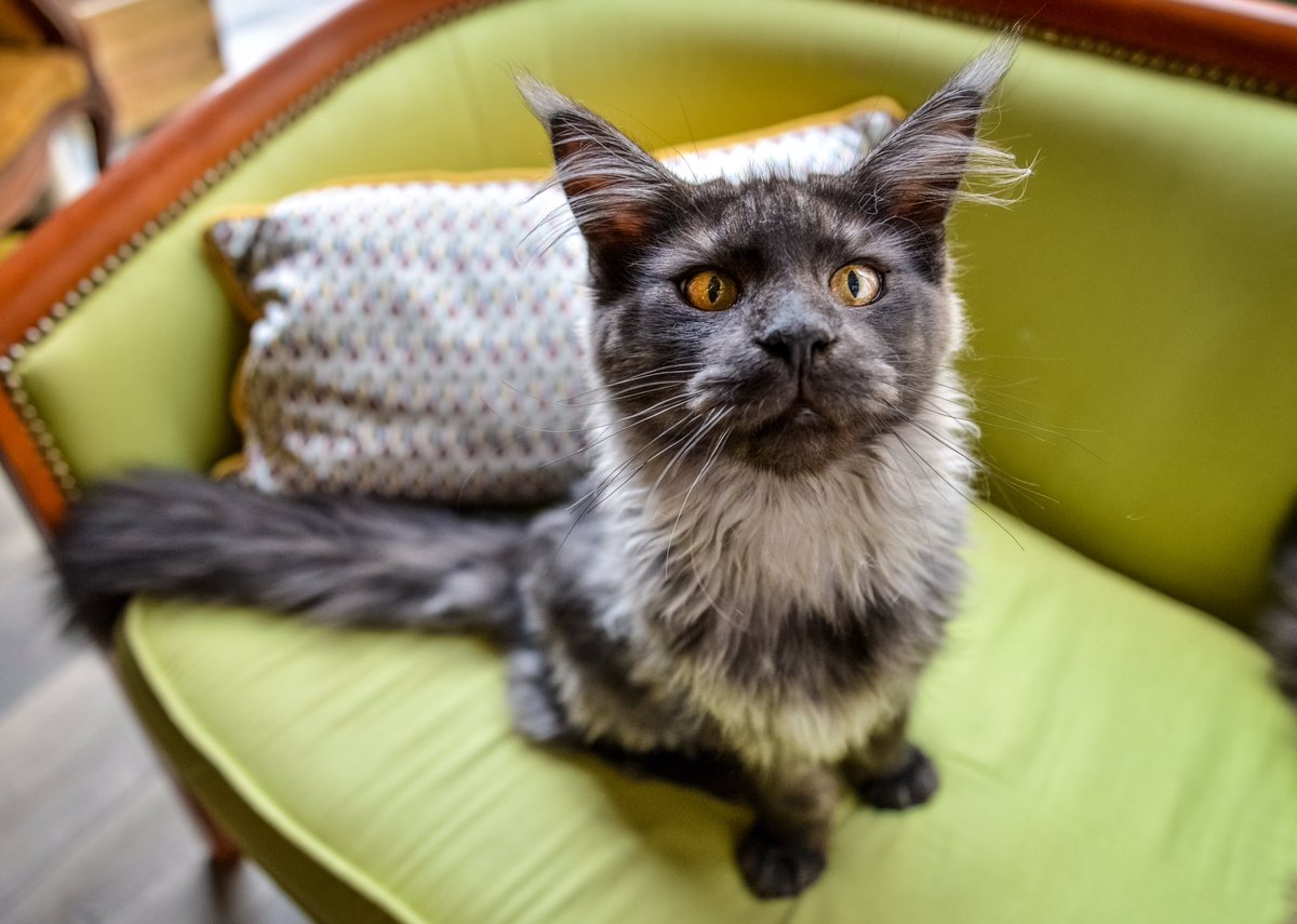 Échange maine coon 5 mois bon état peu servi contre bidon de 5 litres #penuriecarburant #solidaritéféline