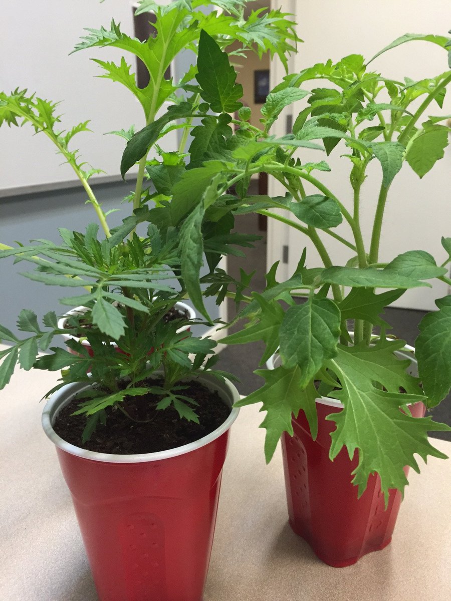 BioSafe_Systems's tweet photo. Trials are over = happy employees, we love gardening. #redsolocup #letshaveaGARDENparty #marigold #tomato #mizuna https://t.co/xqoOH4rhpG