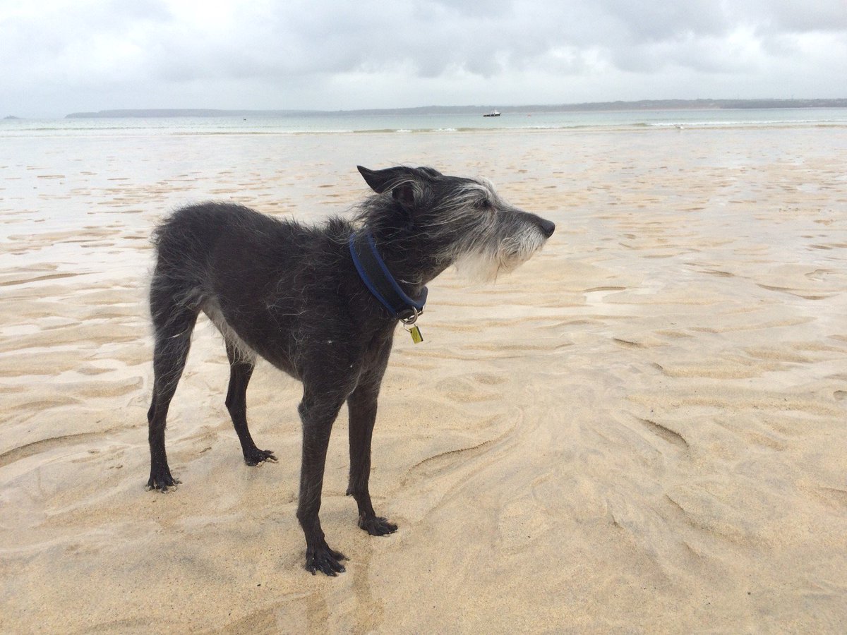 #dogsonholiday