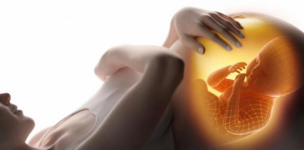 Encuentran proteína que podría mejorar procesos en la gestación . en <a href="/abcdelbebecom/">ABC del bebé</a> abcdelbebe.com/etapa/embarazo…