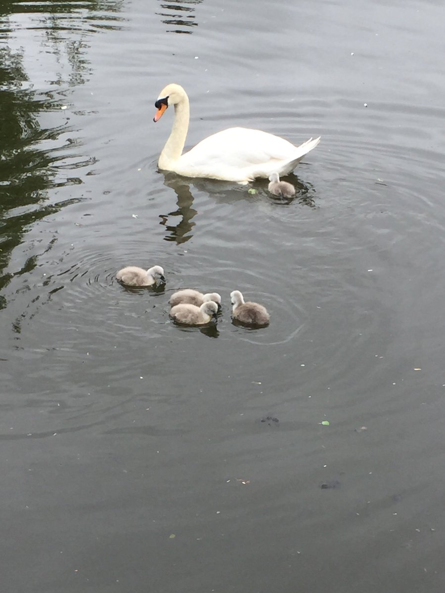 HW_recruit's tweet image. #CygnetWatch... #Exciting #Update... They are here!!!! Welcome to Heriot-Watt young cygnets. @HeriotWattUni
