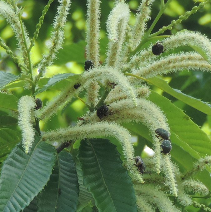 栗の花の匂い成分とは ネットdeカガク
