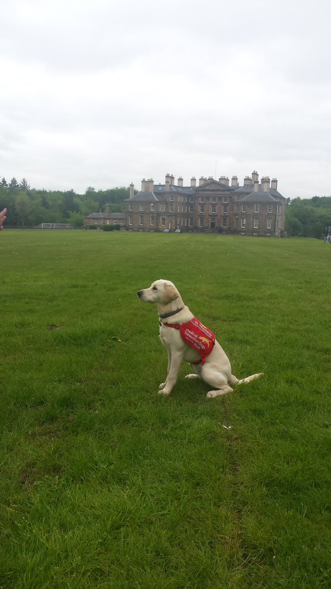 A lovely morning #puppytraining  at #Dalkeith_Place with Christel and her #socialiser.