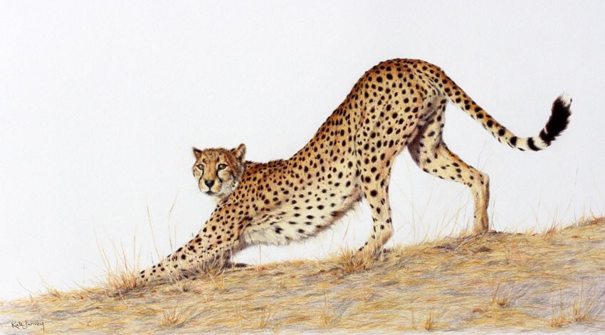 KateJenveyArt's tweet photo. "Start of a new day" selected in SAA's Art &amp; the Animal annual exhibition. https://t.co/vLDngCNGP2