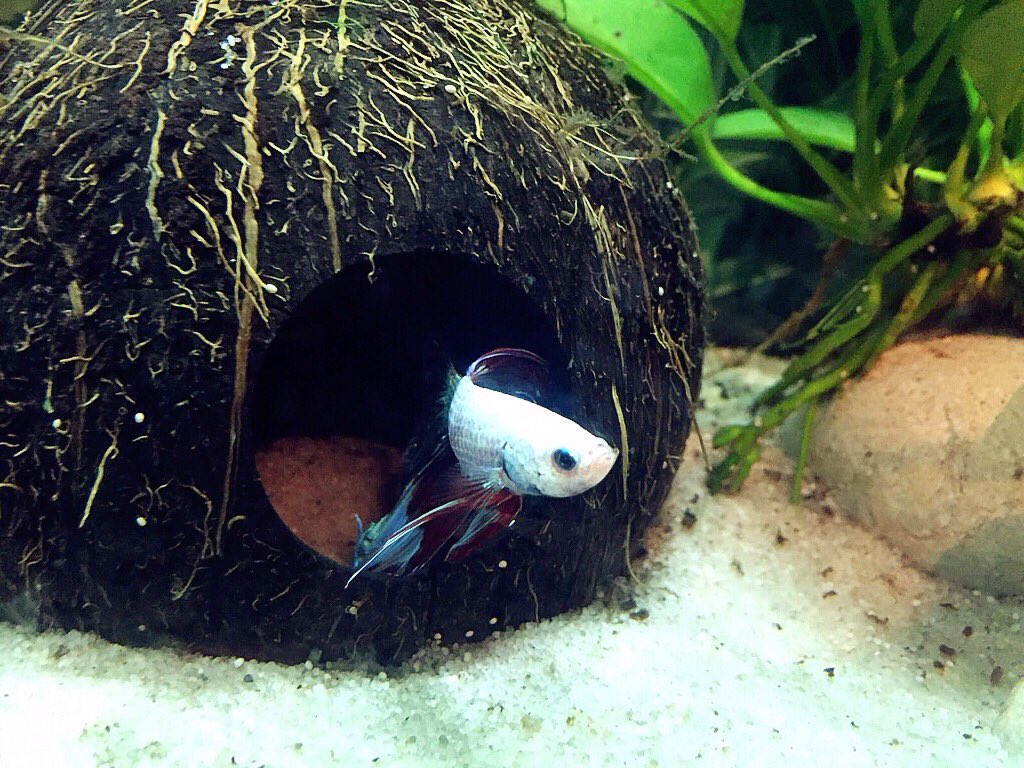 BettaBlogES's tweet image. ! Buenos días #betteros ! Ya queda menos para el fin de semana 😁