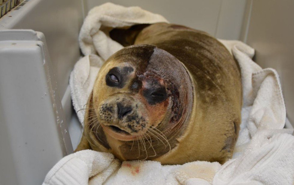 The Daily Pinniped tweet media