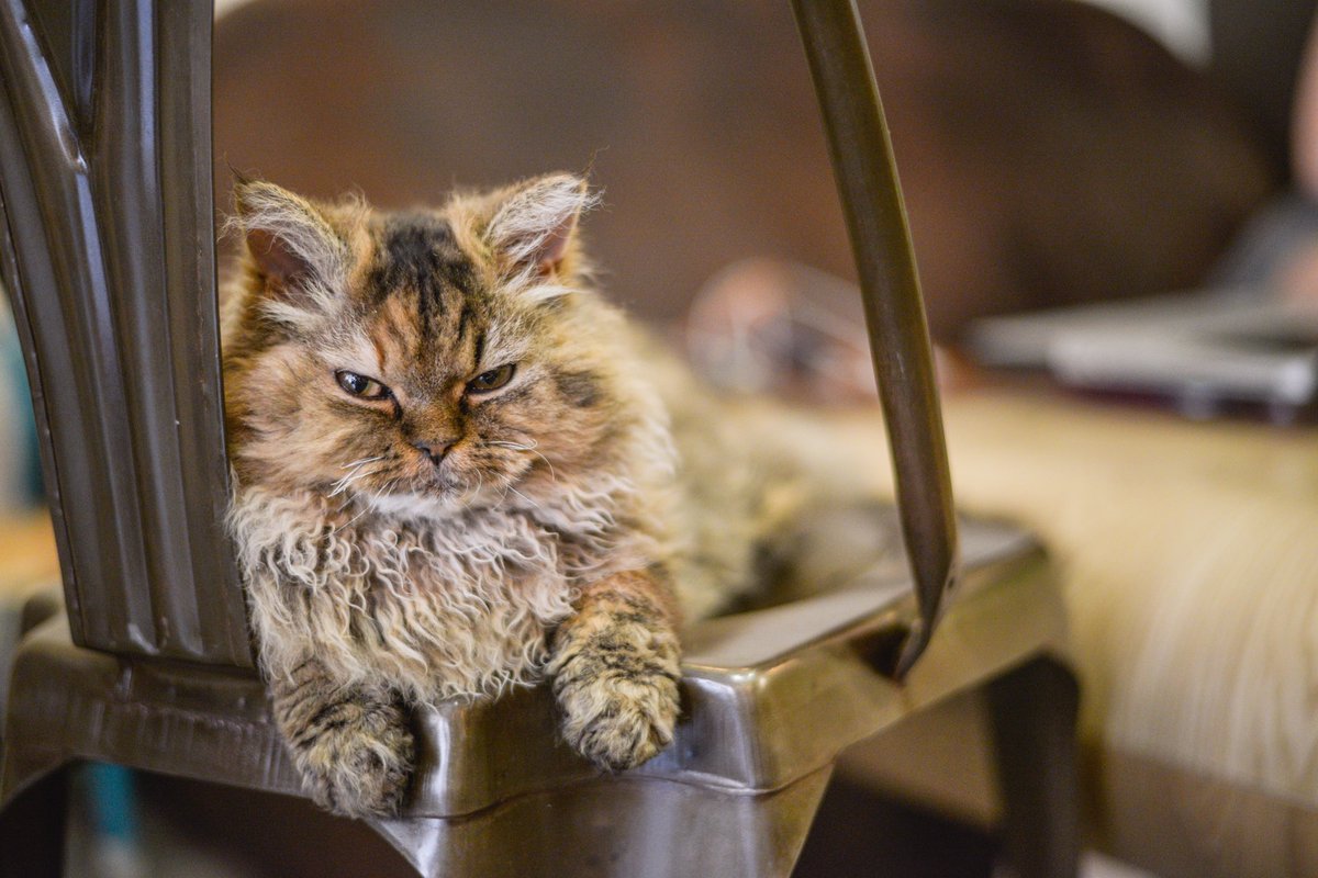 #JeSuisToujoursGrognonQuand... Toujours grognon, pas de répit 😼