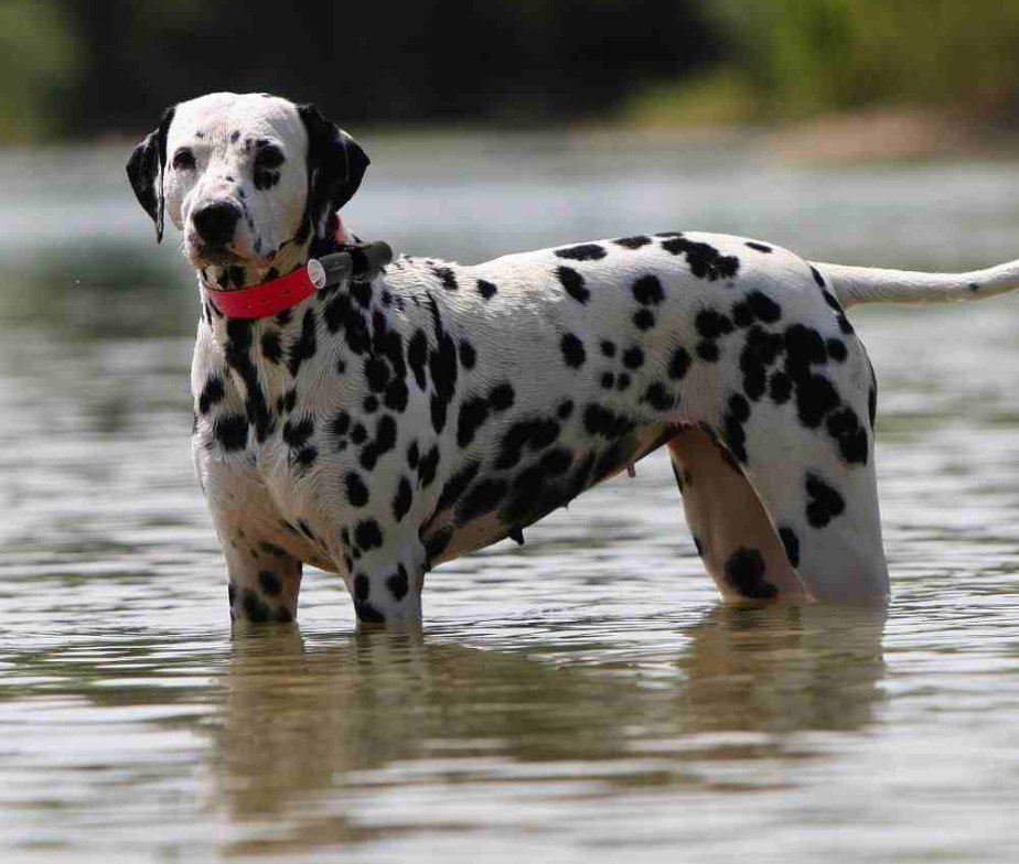 eyenimal dog repeller