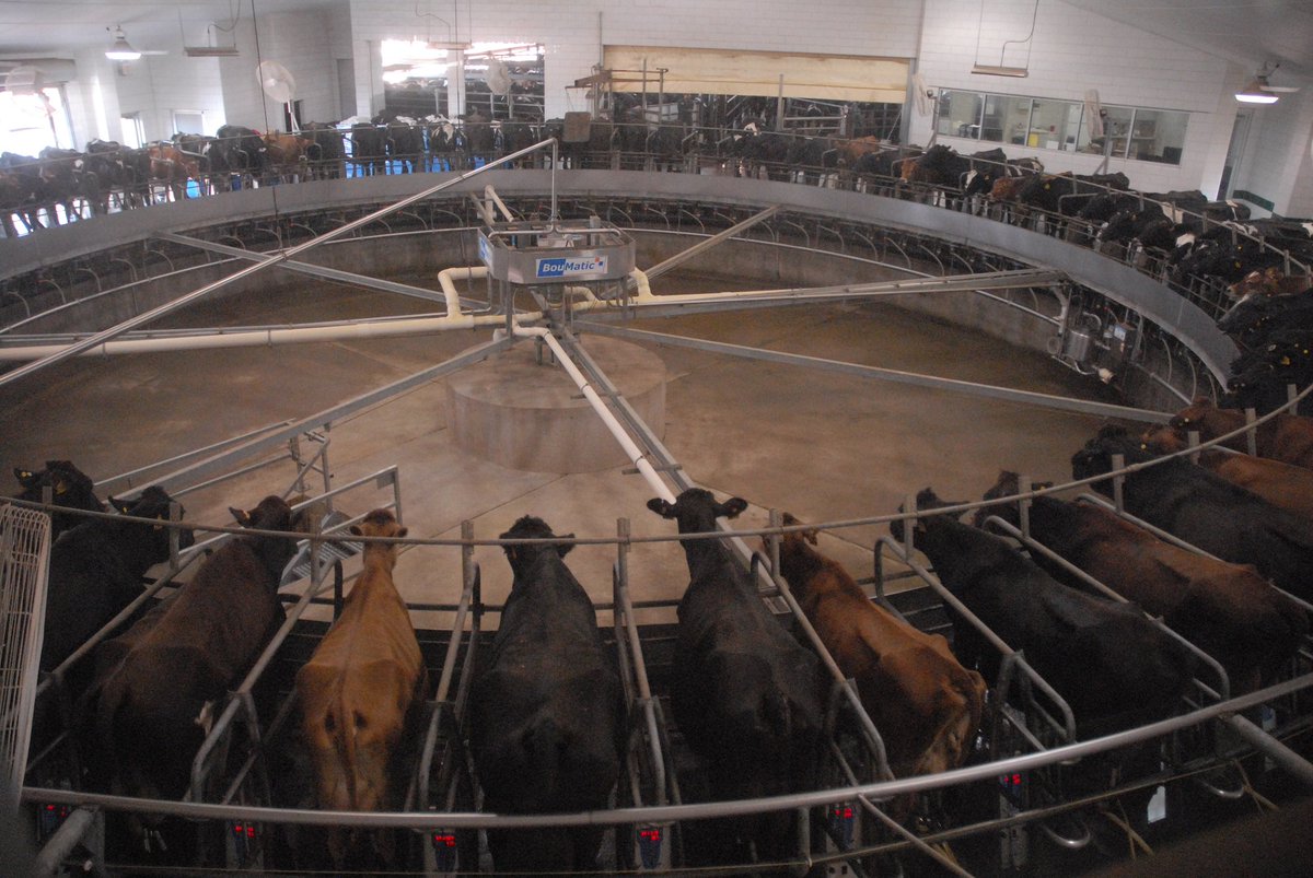 MoveTheWorldUK's tweet image. "People will be shocked about the number of UK intensive indoor dairy farms" @alyxcampaigner ow.ly/BpiV300zSgx