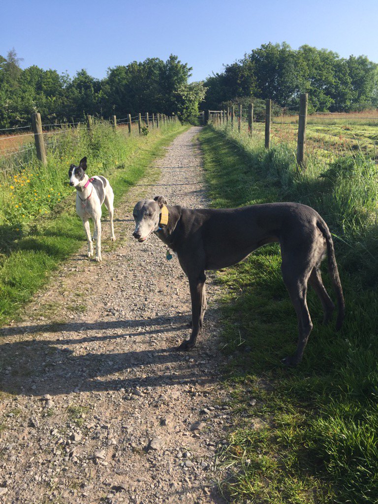 Morning walk for me (Donald) @grwe with BFF Badger @LurcherSOS #adoptagreyhound #retiredandlovingit