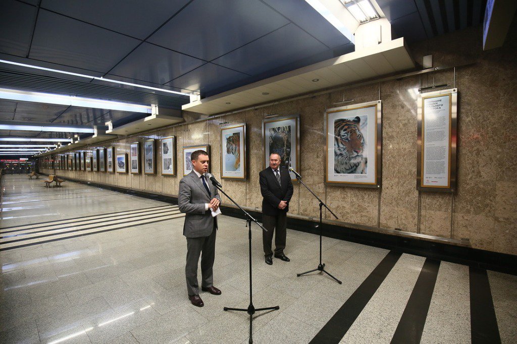 msk_new's tweet image. Фотовыставка, посвящённая двум редчайшим диким кошкам, открыта в галере #Москва #moskow #msk goo.gl/rQQv0g