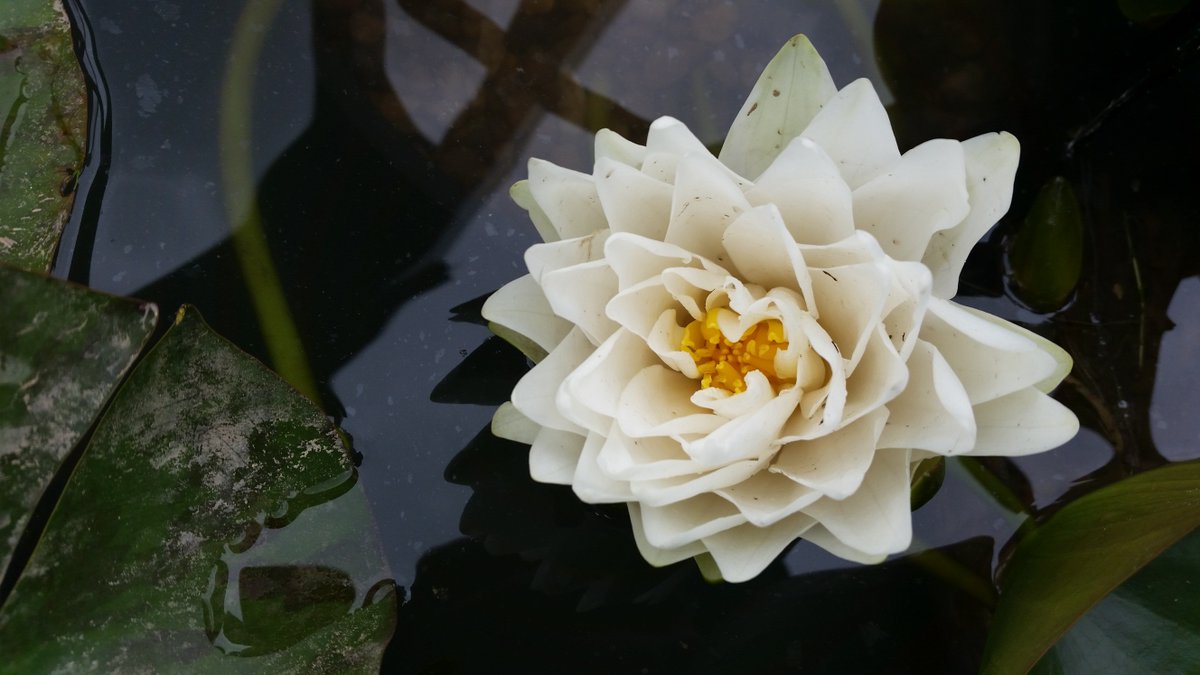 IngsLane's tweet photo. We now have an amazing selection of water lillies in for sale, ready for a busy bank holiday weekend :) #teamings https://t.co/HbsqDH2Y7W