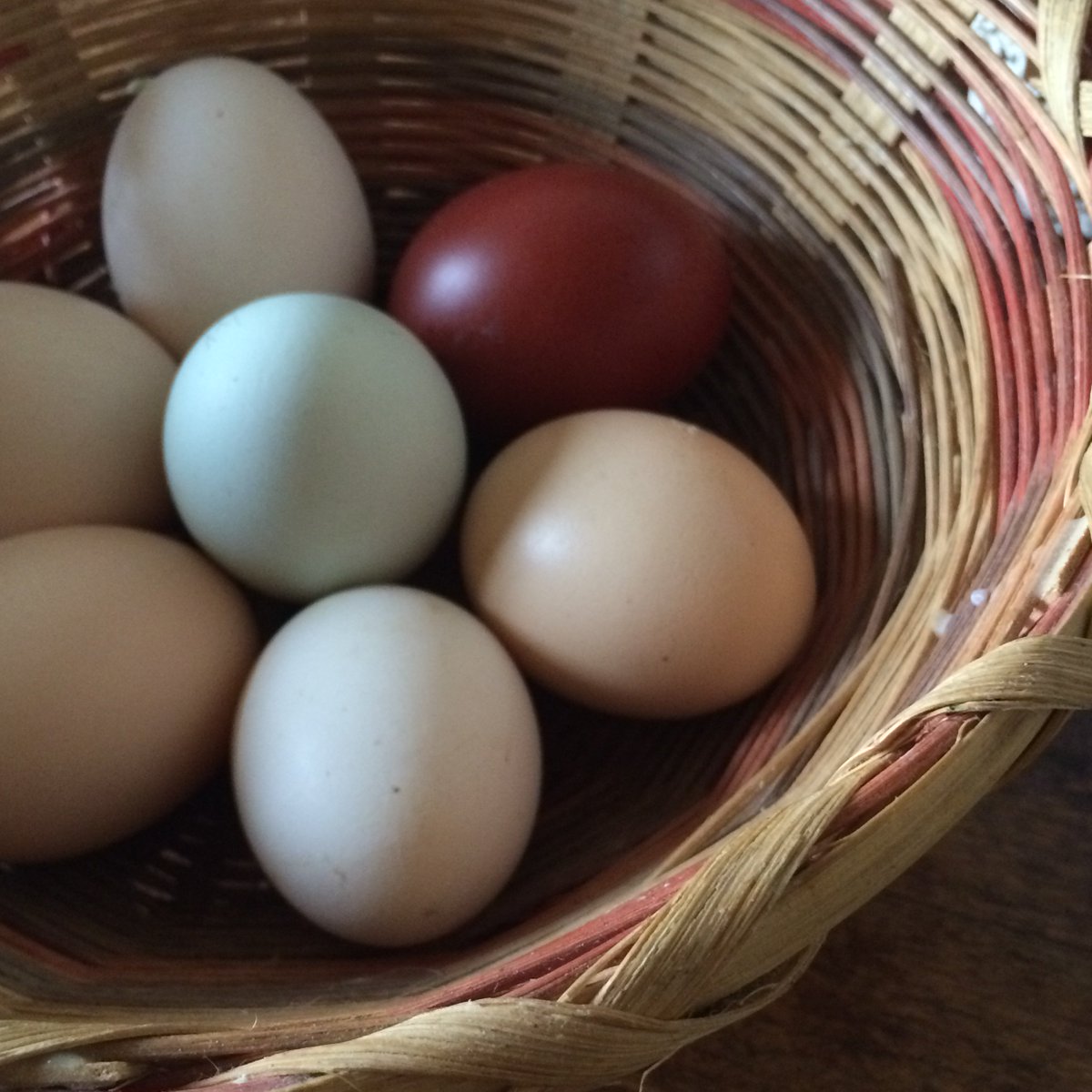 Spannocchia's tweet photo. Chickens are back at Spannocchia and their eggs are adding beautiful colors to the villa breakfasts #spannocchia https://t.co/poZTNfBpry