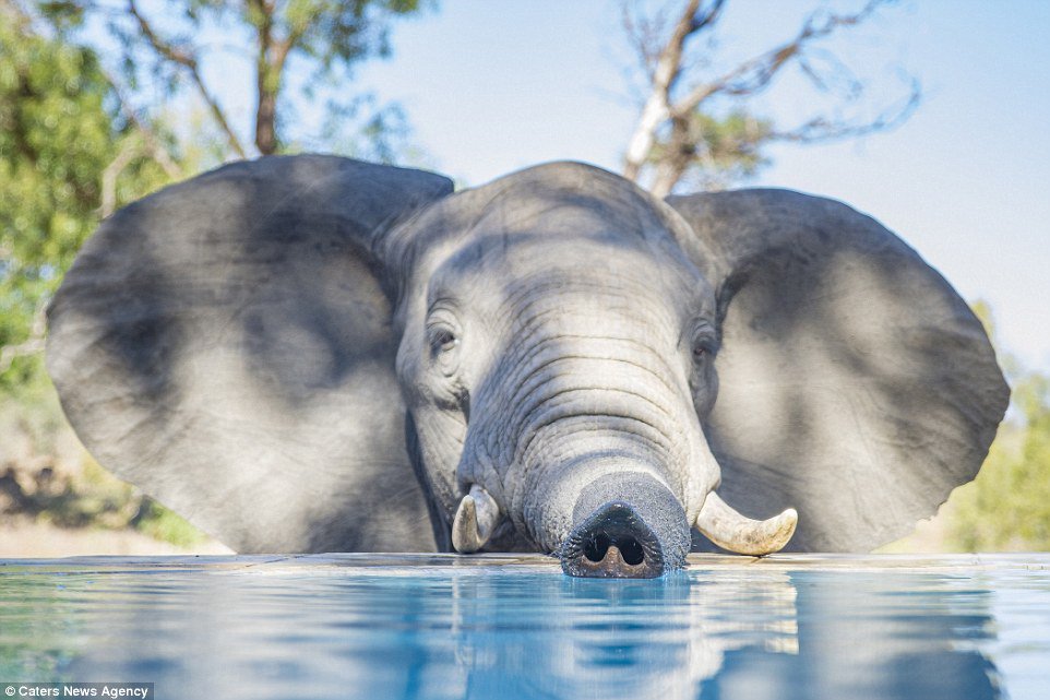 DailyMail's tweet image. Thirsty baby elephant has a refreshing drink from SWIMMING POOL in South Africa dailym.ai/22qjLzC