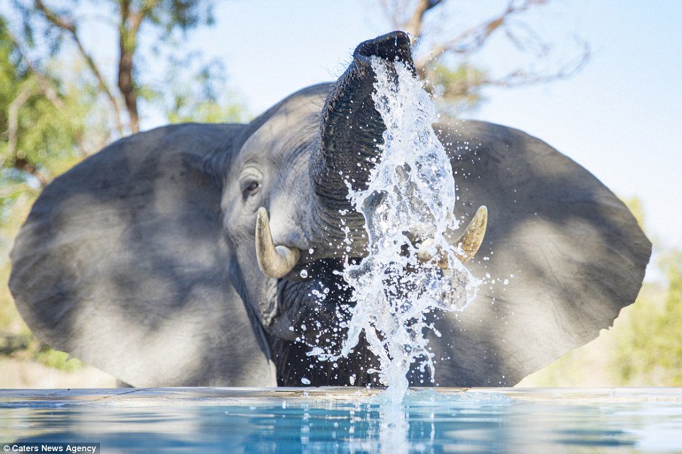 DailyMail's tweet image. Thirsty baby elephant has a refreshing drink from SWIMMING POOL in South Africa dailym.ai/22qjLzC