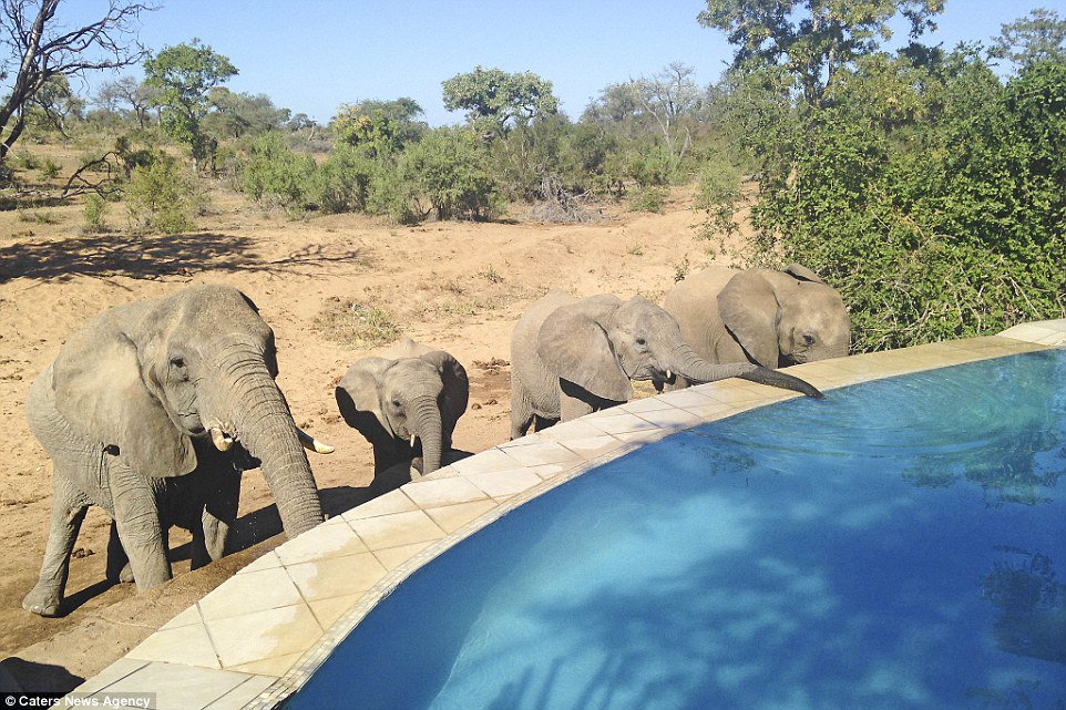 DailyMail's tweet image. Thirsty baby elephant has a refreshing drink from SWIMMING POOL in South Africa dailym.ai/22qjLzC