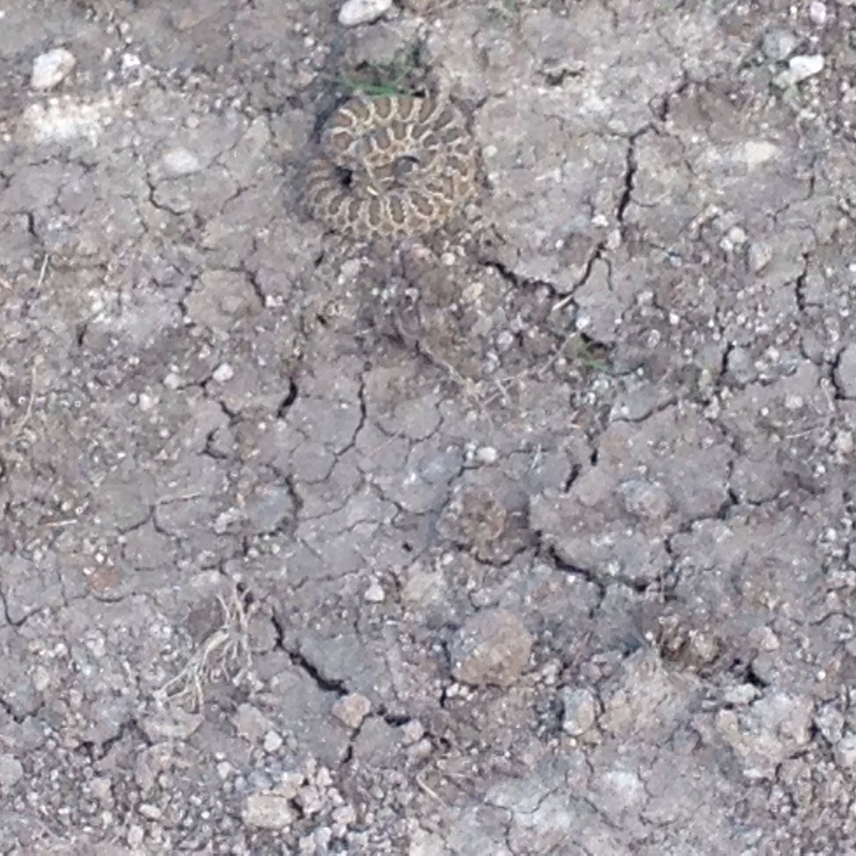 RepWorldCheyenn's tweet photo. Really cool yearling prairie rattlesnake in Wellington, Colorado https://t.co/B8ouGyGLMy