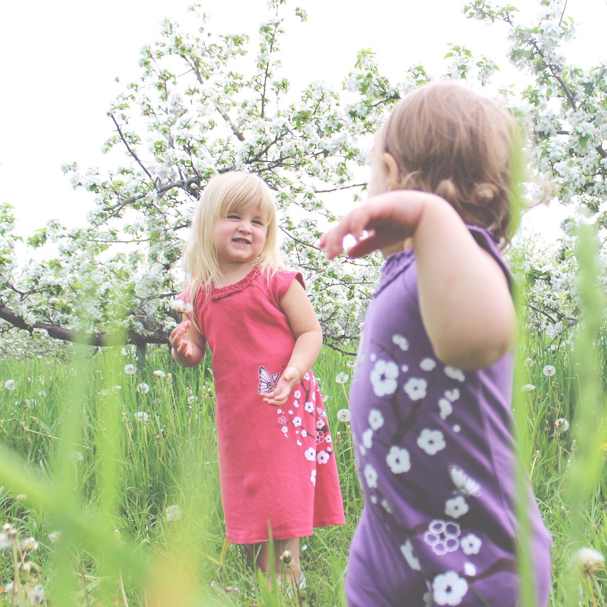 orafora's tweet photo. @AvalonOrchards, your apple blossoms match @WeeUrban prints!
@simcoecounty @OntarioTravel https://t.co/5Rb4Fqhw6K