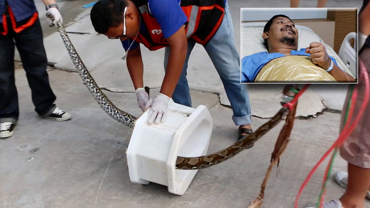Python sneaks in toilet, bites man on private parts while in the bathroom bit.ly/25oljzt?utm_me… https://t.co/SKVHO6PlNu