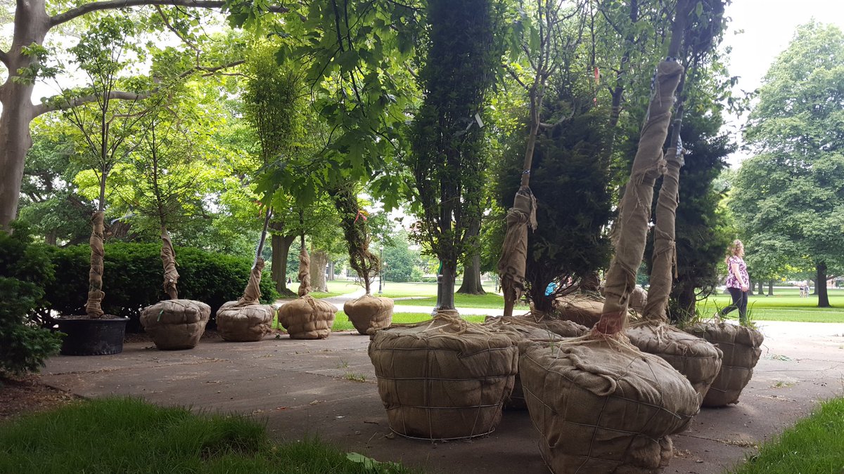 AnimalOSU's tweet image. New trees are future homes for biodiversity #animalosu #biopresence