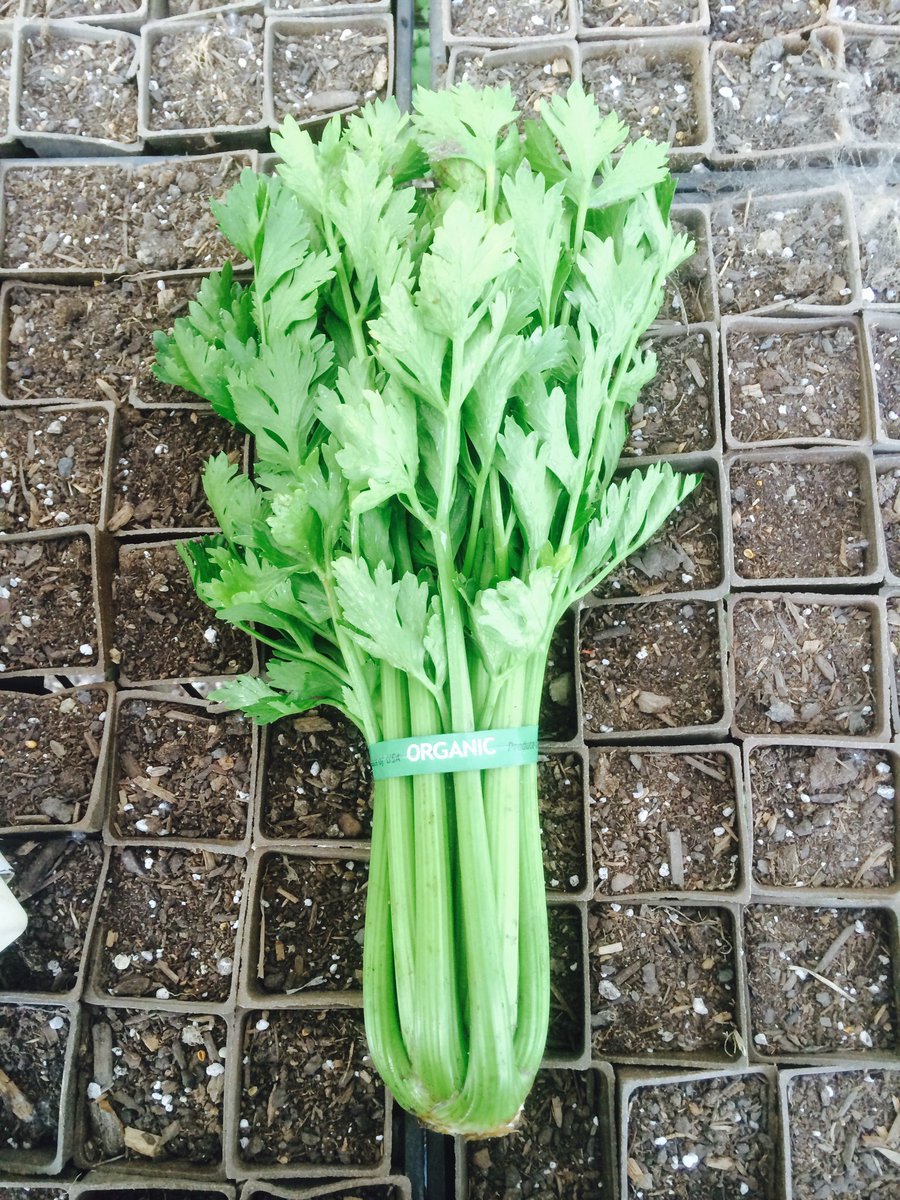 farmbox's tweet image. Alberto from South Central Farm sent this beautiful celery picture from their field! Get it: ow.ly/yD70300zWEy