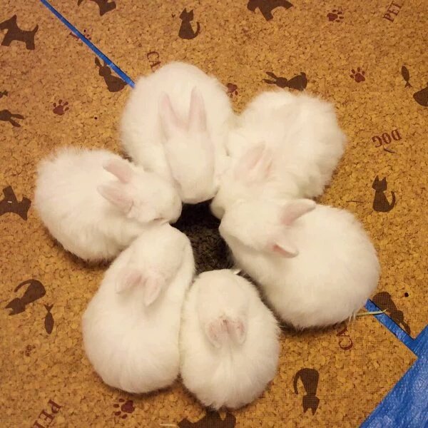 MovingNut's tweet photo. it's a secret bunny meeting. What are they talking about? https://t.co/4wEVixnz3j