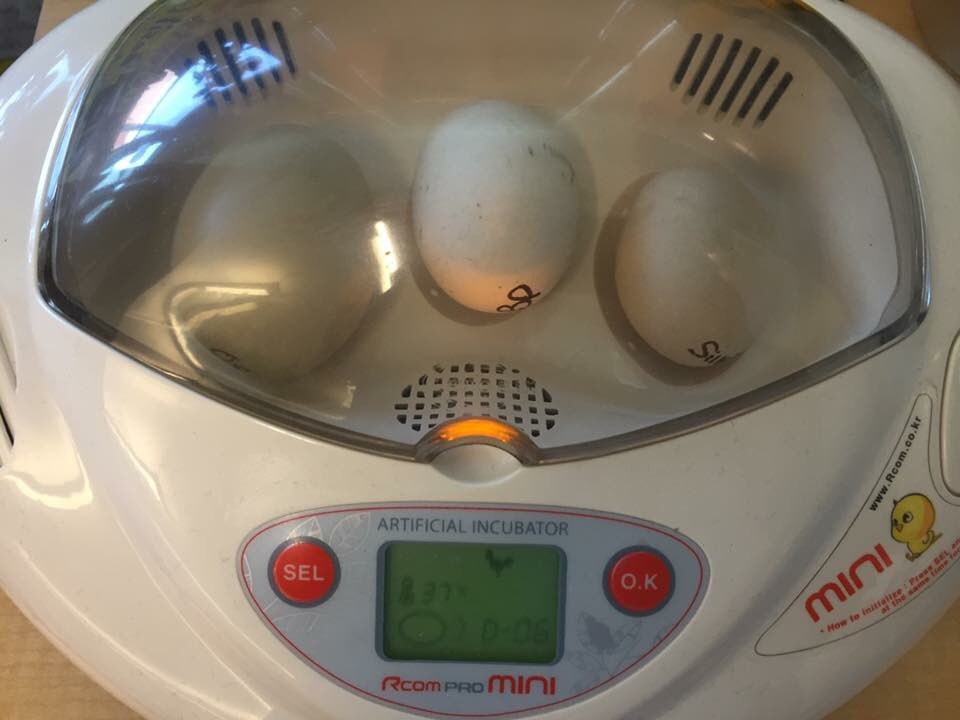 CandiceTeaches's tweet photo. Look what has finally arrived!! 1st grade has been incubating some chicks-ready to hatch as early as next week! https://t.co/xE8E7olcJd