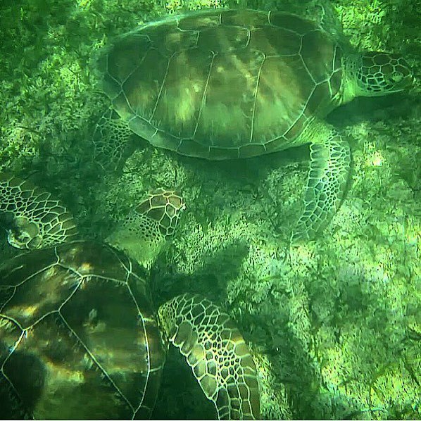 MientrasPlaya's tweet photo. 🐢❤️🐢 #wildturtles #snorkelling #turtlelove #mexico #akumal #akumalbay #turtle #sea #travel… https://t.co/UsD0jHqZzM https://t.co/bvERqJvfAk