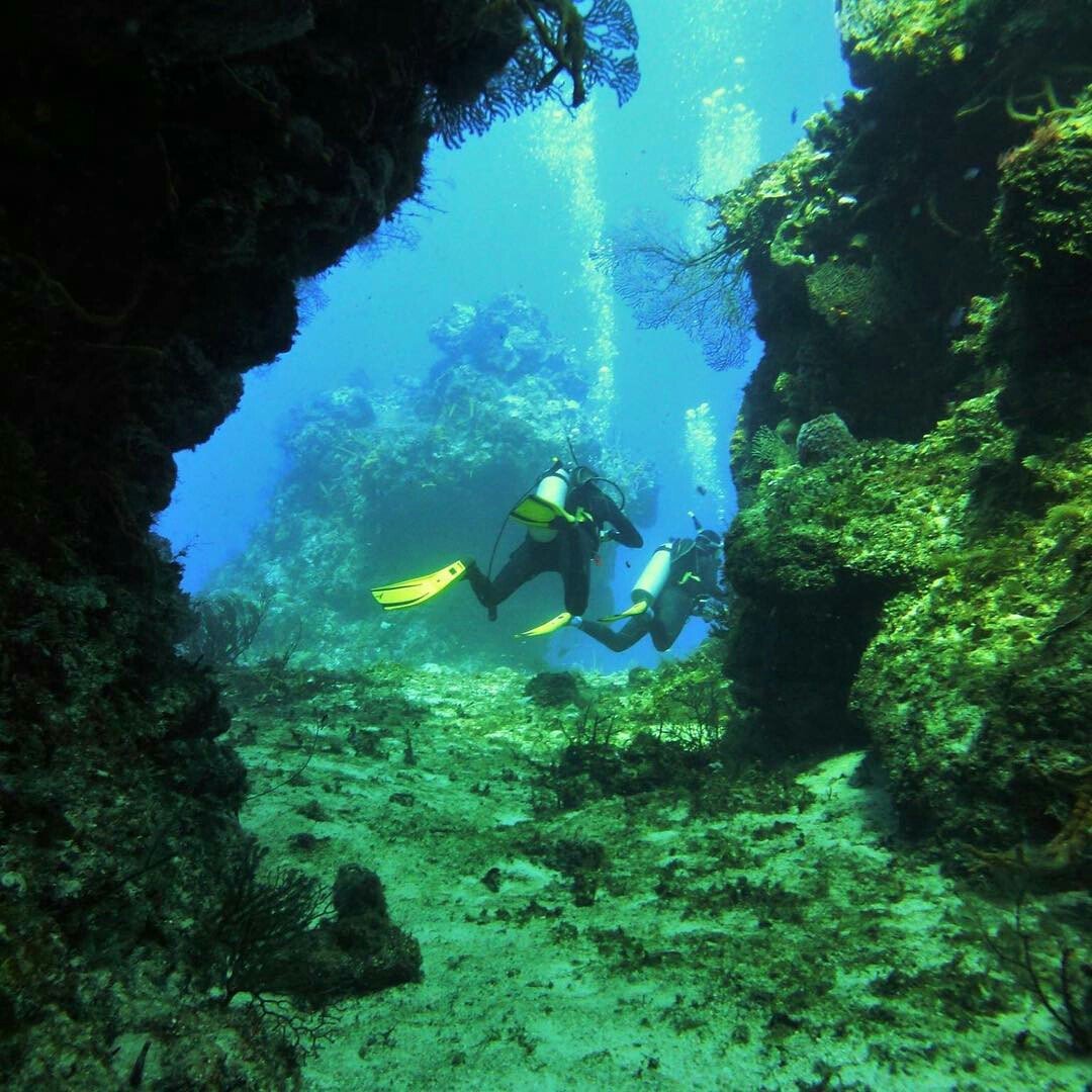 RivieraCancun's tweet photo. ¡Descubre el arrecife de Palancar en @VisitCozumel! Un jardín de coral subacuático. 
(📸 de OctavioBullSharkDiving) https://t.co/YZJhIf3mWa