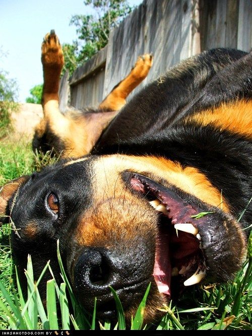 SoutheastTurf's tweet photo. There must be a reason they roll in the grass, right? Try it and see!
#softgrass #greenlawn https://t.co/OQLHQrweeO