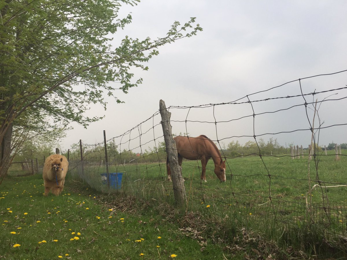DailyNewsDM's tweet photo. Thunder starting to rumble and roar - time to get the #alpacas indoors #onstorm #wetwool https://t.co/uSEA4EfQKz