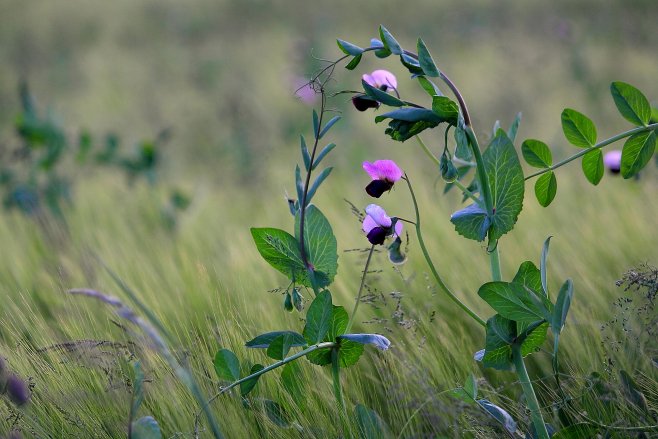 INRAE_France's tweet image. #RFL1 #IYP2016 Projet #LEGITIMES @INRA_IDF Insérer des  #légumineuses ds syst. de #culture url.inra.fr/1h9oBZY