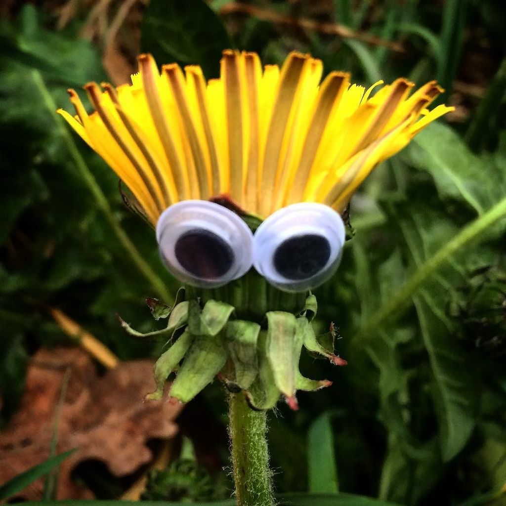 StArtEverywhere's tweet photo. #oslofaces #flowers #flower #StHanshaugen #parkliv #park #stakkarsoss #streetartoslo #streetart #gatelangs #gardeni… https://t.co/WeZ5K8Axkc