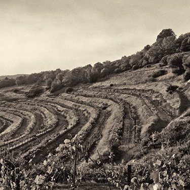 robersonwine's tweet photo. We have @mayacamaswine with us for a masterclass on the 7th June- Why not join us? https://t.co/ZeMhsumNtA https://t.co/ZBjOPiMXXR