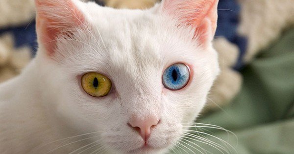 resharelist's tweet image. The Best Cat GIF Post In The History Of Cat GIFs resharelist.com/best-cat-gifs/