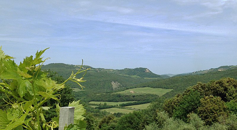 view from <a href="/PodereLeRIpi/">PodereLeRipi F.Illy</a>, one of the most exciting wineries in #Montalcino, <a href="/NatalieMacLean/">NatalieMacLean</a> you should visit one day
