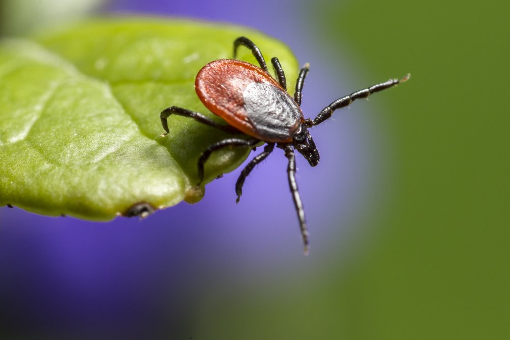 GetOutThere's tweet photo. Do you know how to protect yourself from #lyme disease? https://t.co/1XA7EngE0U https://t.co/90F3mRjhO1