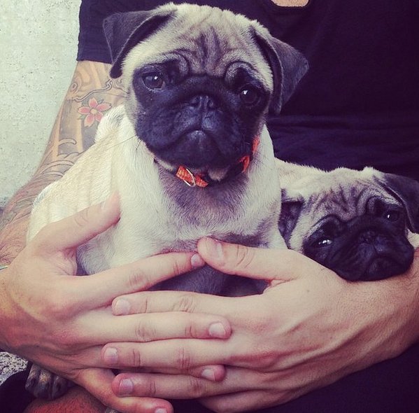 CutePicsOfPugs's tweet photo. two pugs are better than one https://t.co/y6sGn5dCnN