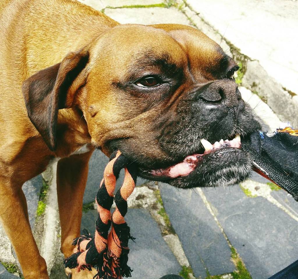 July_CarbajalG's tweet photo. Playing with new toy...already broken
#boxer #boxergram #boxerlove #boxerlover #boxerlovers #instanboxer #instaboxe… https://t.co/BiUGL003HU