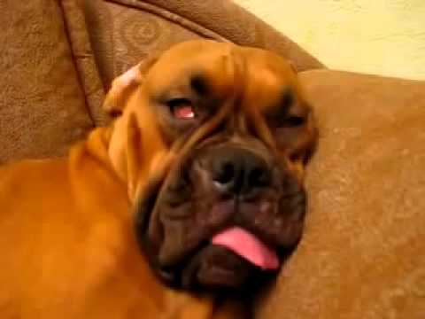 ChillwaveBand's tweet photo. #meIRL #nap #sleepy #dogsoftwitter https://t.co/pO3ZIRlwhD