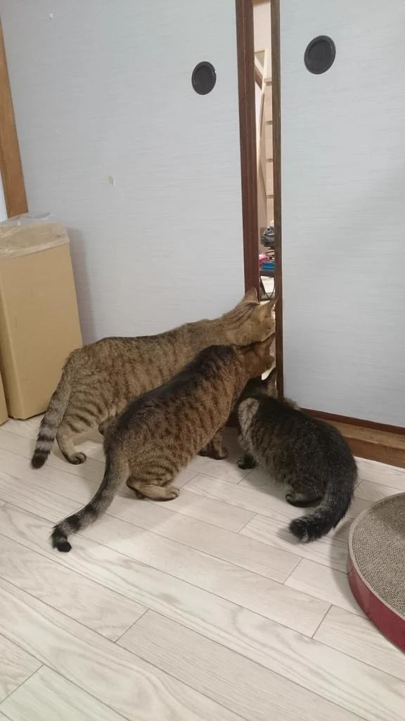 何だこの天使・・・掃除機に怯えつつ興味を持つ猫が可愛すぎるｗｗｗ