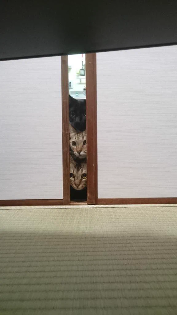 何だこの天使・・・掃除機に怯えつつ興味を持つ猫が可愛すぎるｗｗｗ