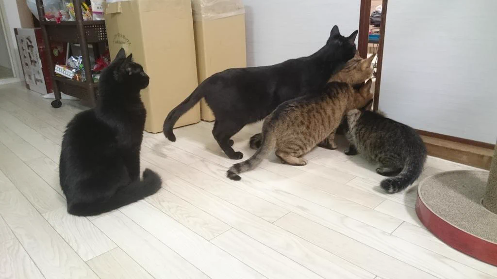 何だこの天使・・・掃除機に怯えつつ興味を持つ猫が可愛すぎるｗｗｗ